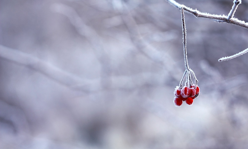 Температура ожидается ниже нормы: омичам обещают морозный декабрь