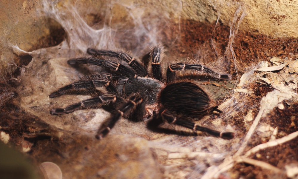 «Помогают садоводам сохранить урожай»: омские специалисты рассказали о пользе тарантулов 