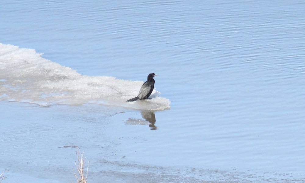На севере Омской области впервые заметили краснокнижных малых бакланов