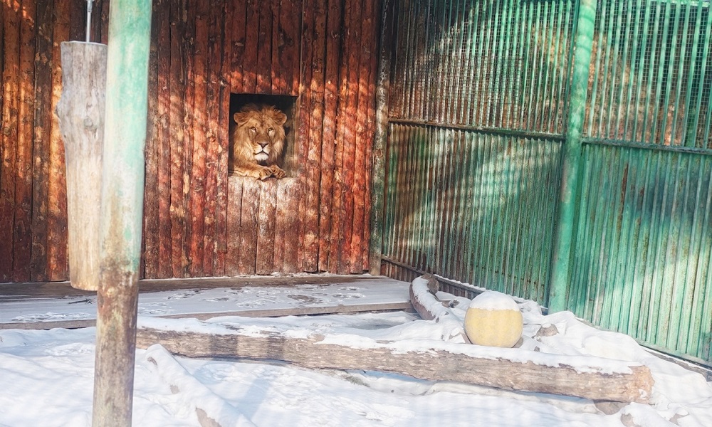 В Большереченском зоопарке поделились кадрами весенней прогулки африканских львов