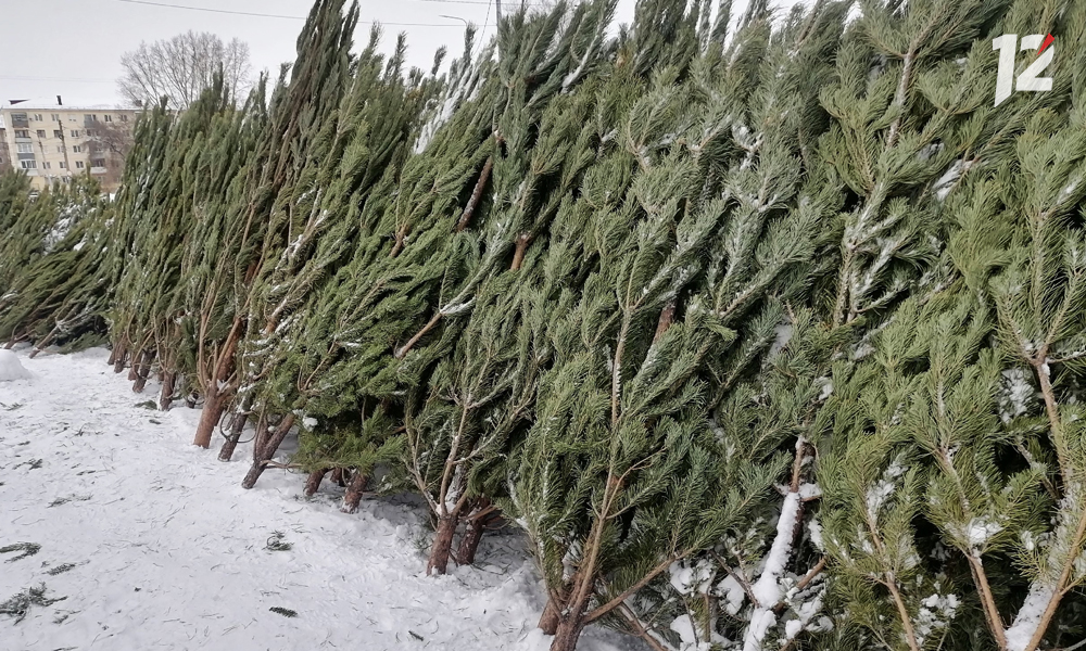 Омичам напомнили о наказании за незаконную вырубку новогодних деревьев