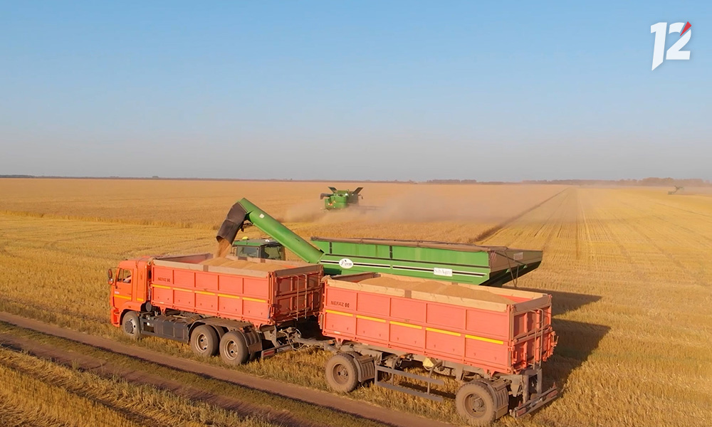 Омские аграрии уже намолотили 785 тысяч тонн зерновых и зернобобовых культур