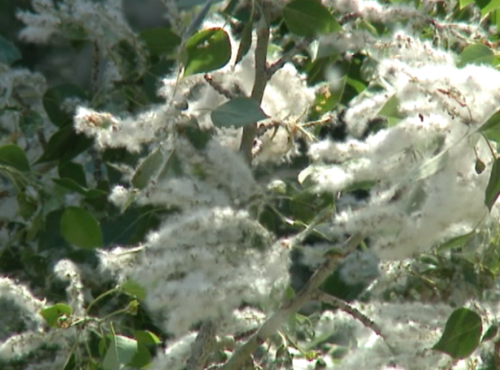 В Омск идёт долгожданная жара