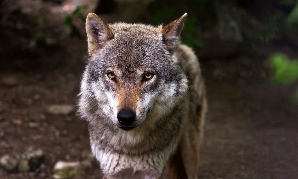 За неделю февраля в Омской области выявили уже 3 случая бешенства 