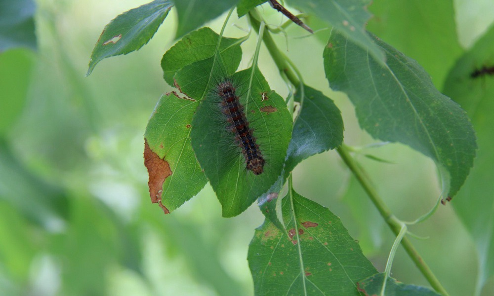 От непарного шелкопряда защищают омские леса