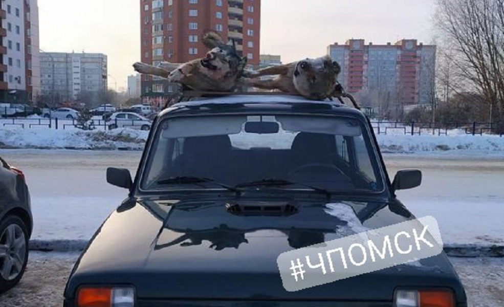 Омичи не ожидали увидеть на крыше автомобиля, припаркованного у магазина, мёртвых волков