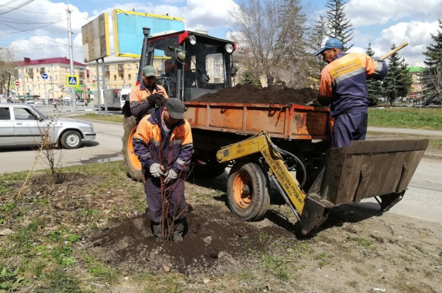 В Омске на улице Нефтезаводской высадили 100 саженцев лип 