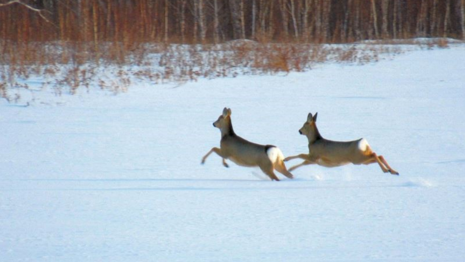 В Омской области охотинспектор исследовал следы животных, а наткнулся на следы крови