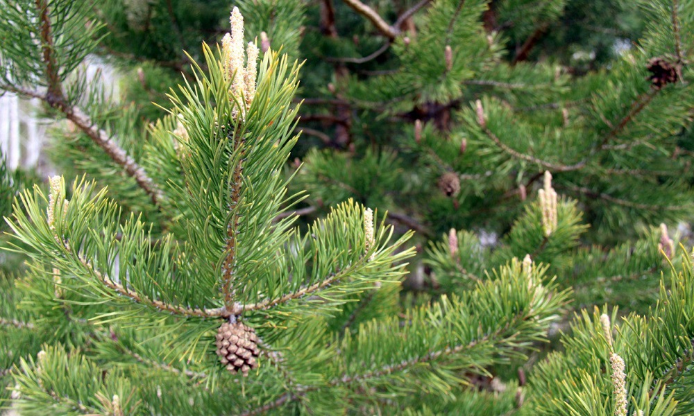 Омскую область отметили в числе лучших в реализации нацпроектов, связанных с сохранением лесов