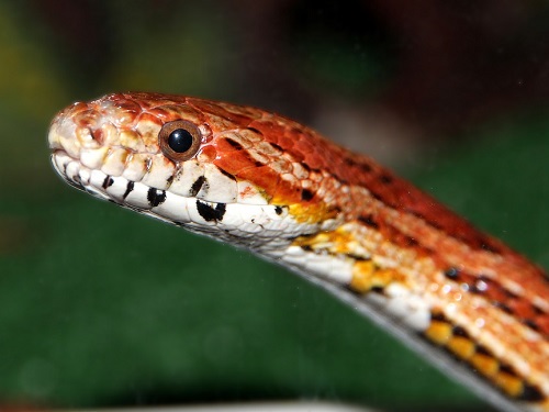 Омич продавал в Сети невидимых полозов и ящериц