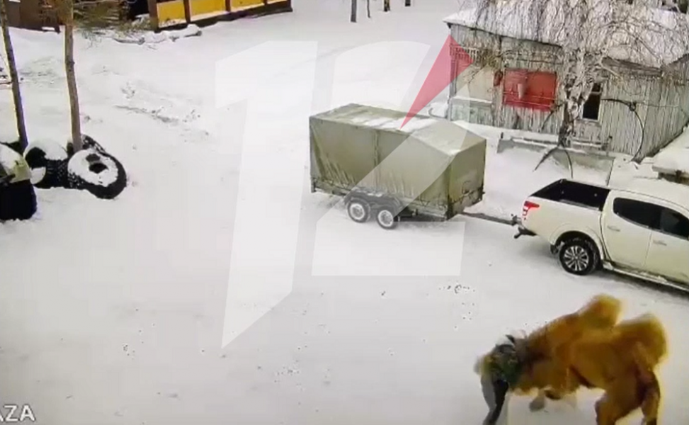 В Омской области застрелили верблюда, который насмерть затоптал сторожа 