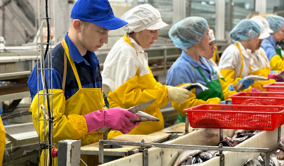 Омские студенты помогли установить рекорд по обработке рыбы на Сахалине