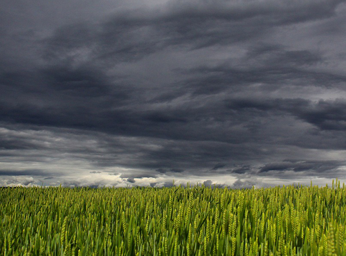 Омичей предупреждают о штормовом ветре