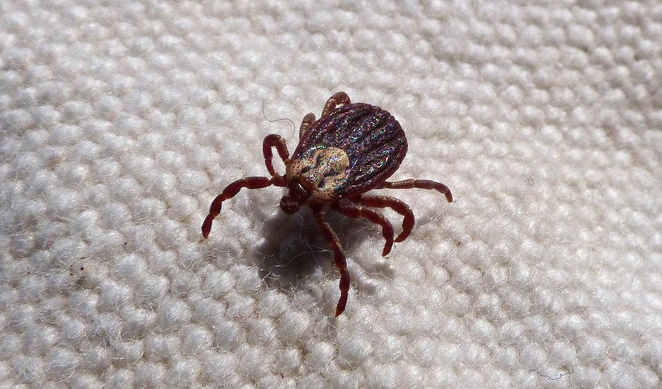 Двое омичей пострадали от укусов клещей