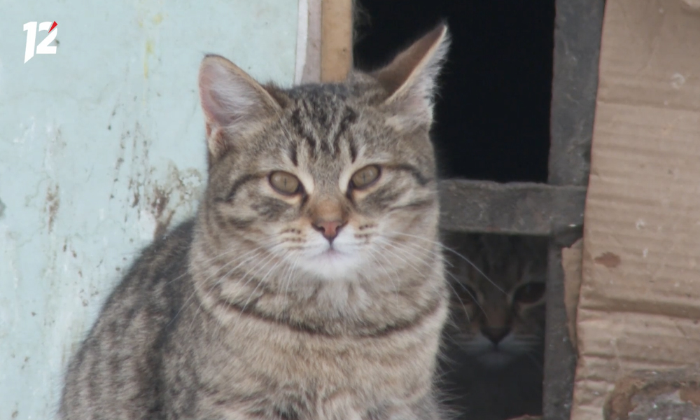 В Омской области вводится новое правило покупки ряда ветеринарных препаратов исключительно по рецепту врача