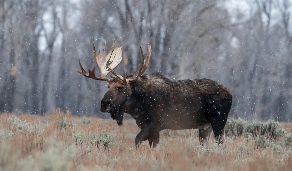Житель Усть-Ишимского района заплатит более 1 млн рублей за незаконную охоту
