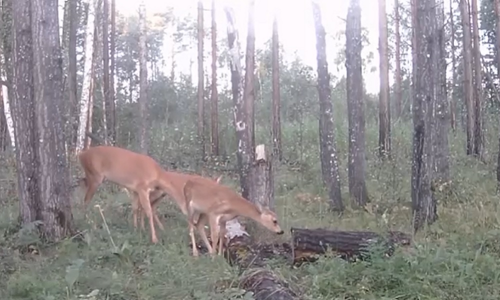 Фотоловушка зафиксировала парад зверей и птиц в Горьковском районе 