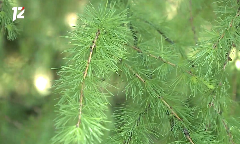 Омичей предупредили о заморозках