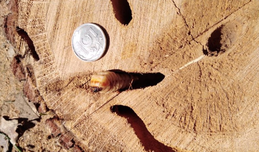 В омской древесине нашли личинки опасных вредителей