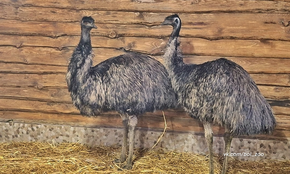 Совсем недавно страусы Степанида и Яша переехали в новый просторный вольер