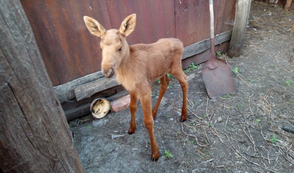 В Крутинском районе с пастбища вместе с коровами пришёл новорождённый лосёнок
