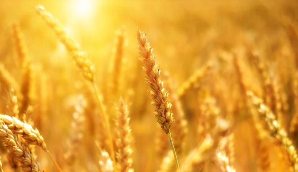 Ключи от 16 новых автомобилей Александр Бурков сегодня вручит лучшим аграриям региона