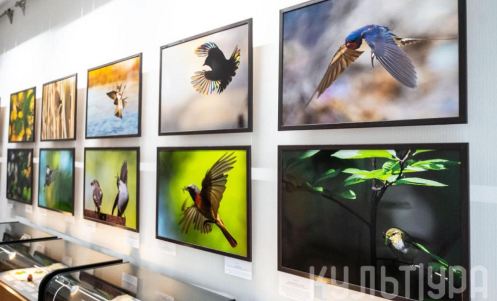 В Омске открылась выставка фотографа-анималиста Виктора Тяхта «20 лет выдержки» (0+)