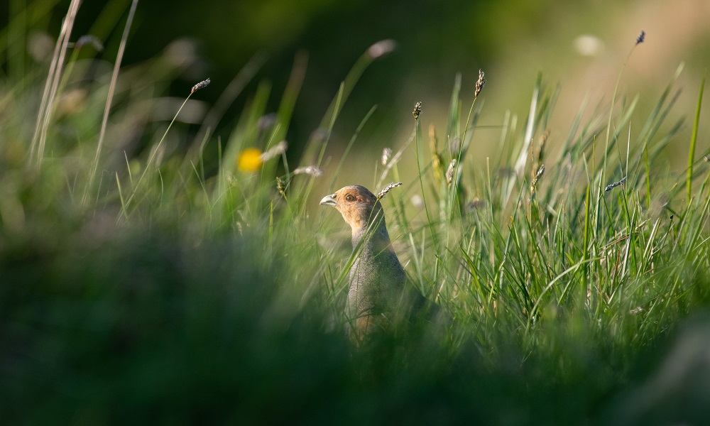 В Омской области стартует самый массовый охотничий сезон 