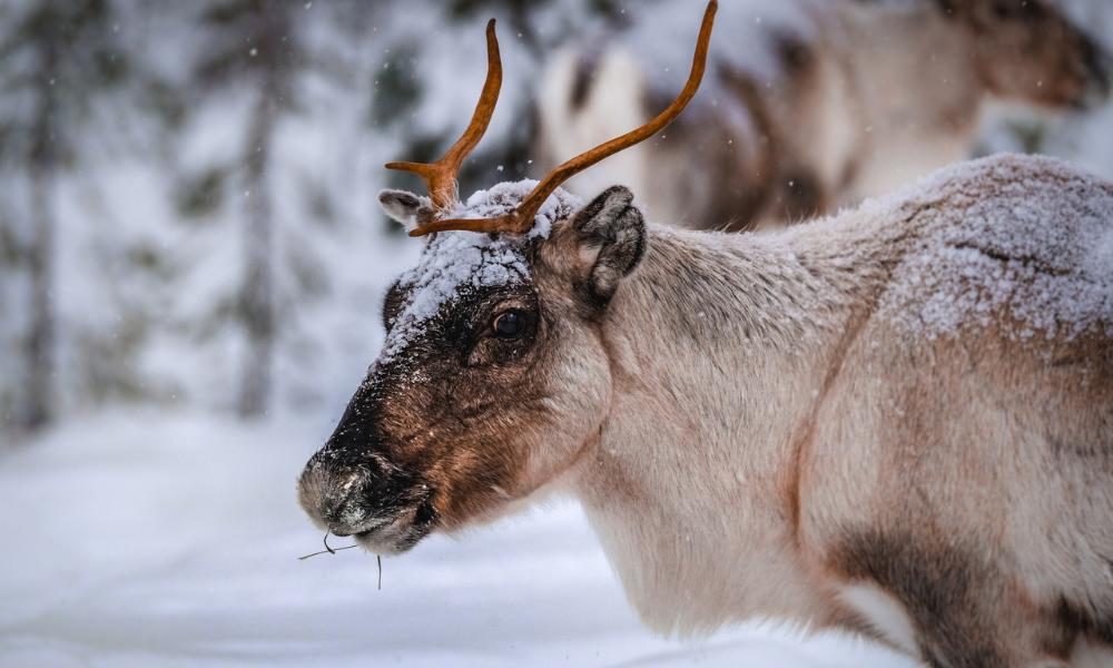 В Советском парке омичи смогут прокатиться на северных оленях