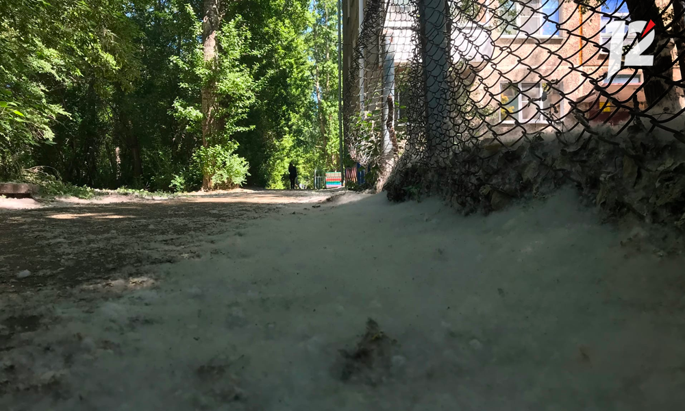 Омичей просят не поджигать тополиный пух 