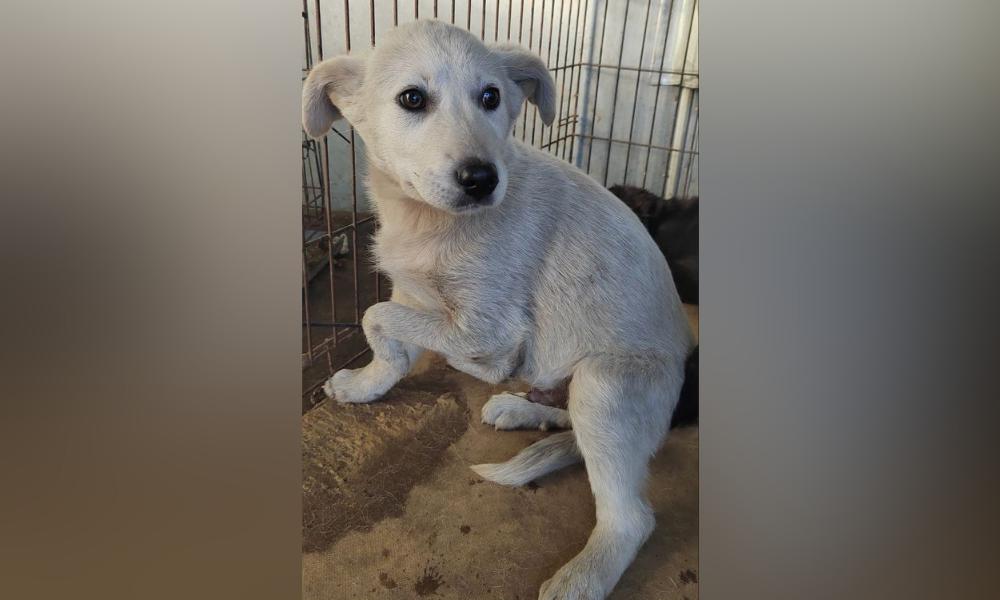 В Омске работники приюта поймали щенка с пятью лапами