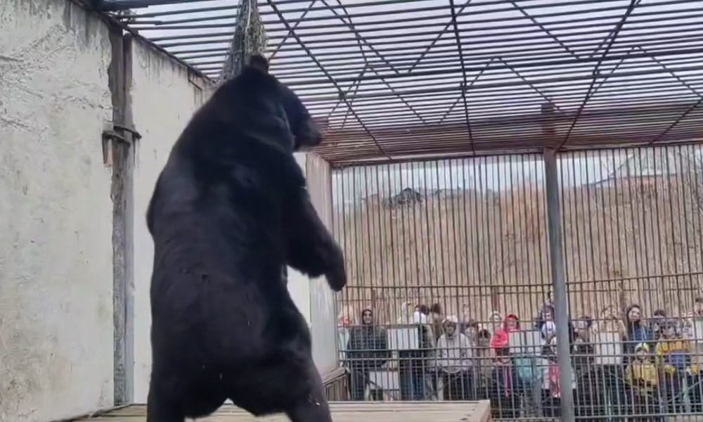 В Большереченском зоопарке отметили пробуждение медведей