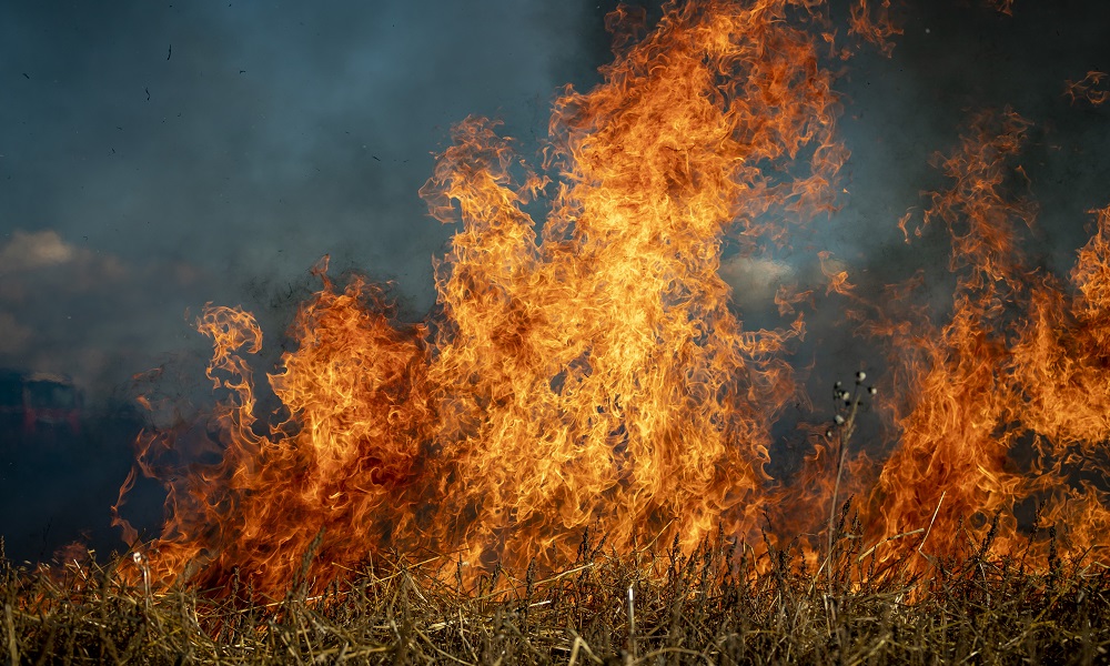 Крупный лесной пожар в Большеуковском районе Омской области удалось локализовать