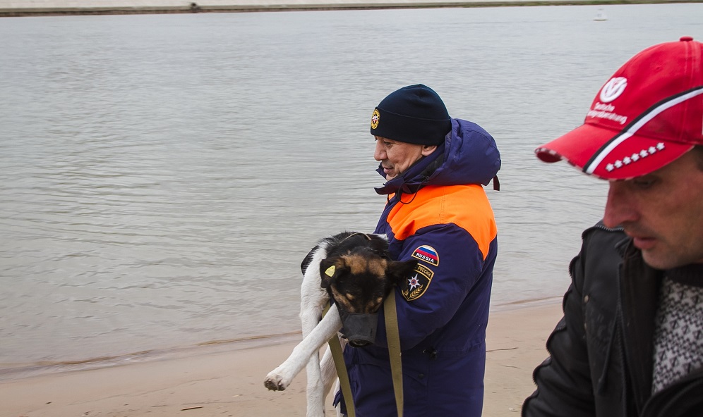 В Омске волонтёры и сотрудники МЧС спасли голодающую на острове собаку [ВИДЕО]