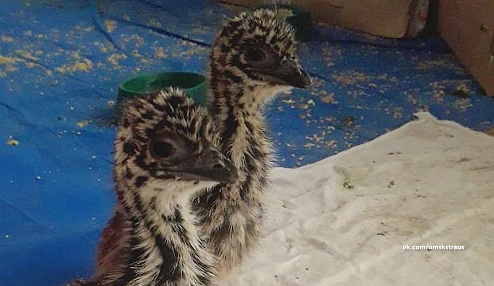 Под Омском появились на свет птенцы эму