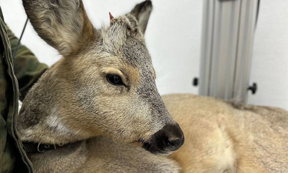 Стала известна судьба косули Авентии, застрявшей в заборе, которую выхаживали омские волонтёры