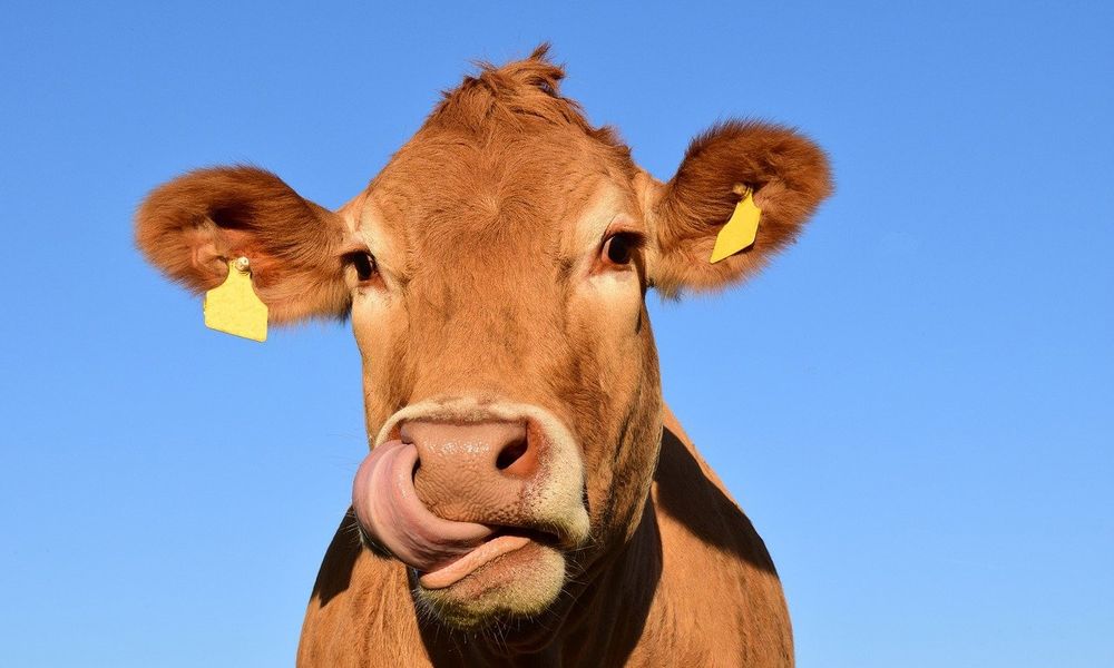 В деревне Нахимовке Омской области выявили бешенство у коровы