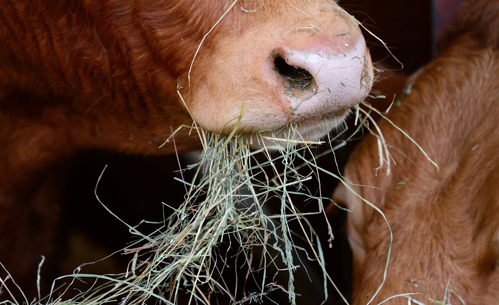 Назло омичке сосед сжёг 10 000 кг её запасов сена