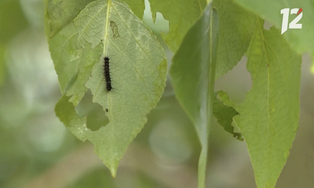 Леса в Омской области начали вручную очищать от кладок яиц шелкопряда