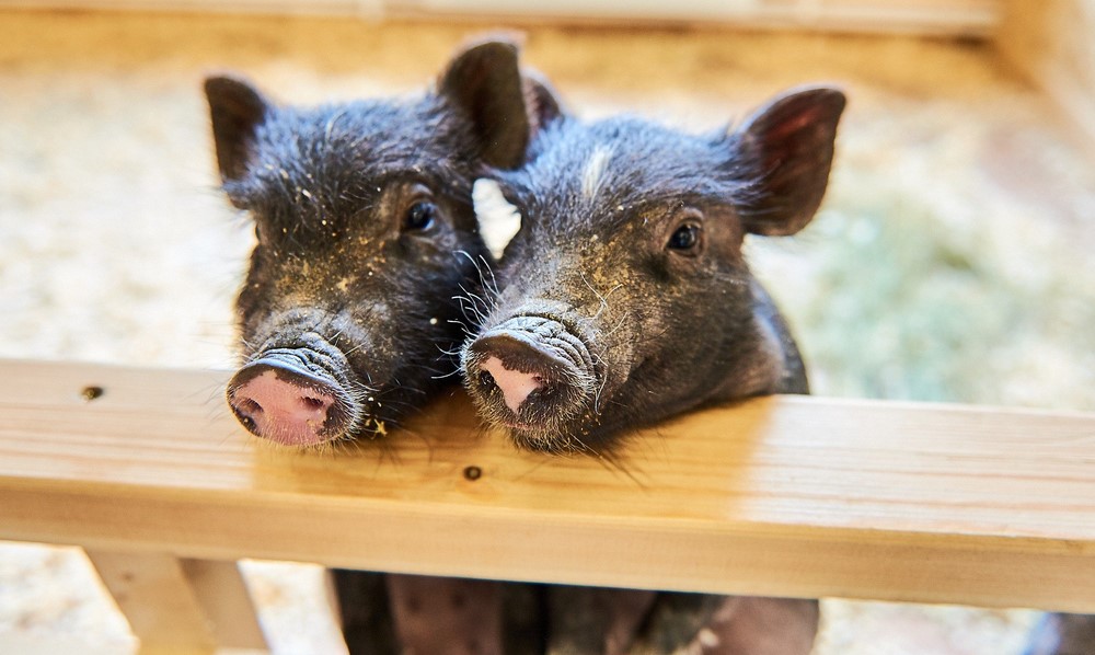 Первый зоопарк в Омской области получил лицензию Россельхознадзора