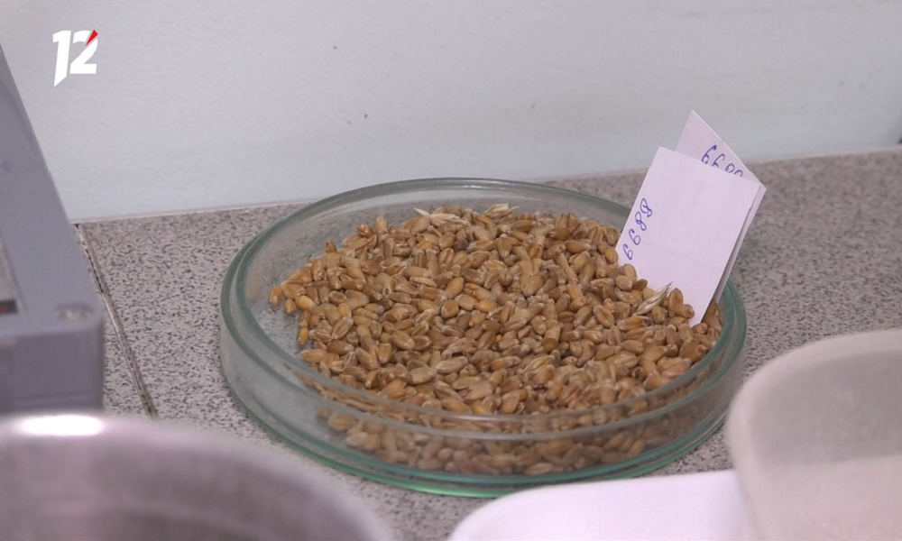 Вывоз зерна в Омской области железнодорожным транспортом вырос более чем на треть