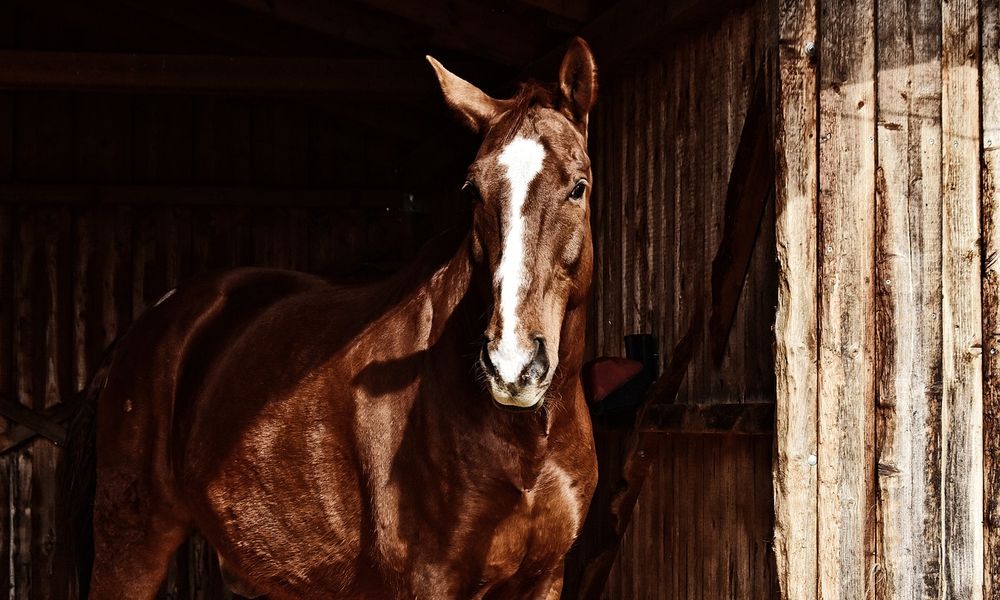  Из-за анемии в Омском районе собираются ввести карантин до 11 февраля