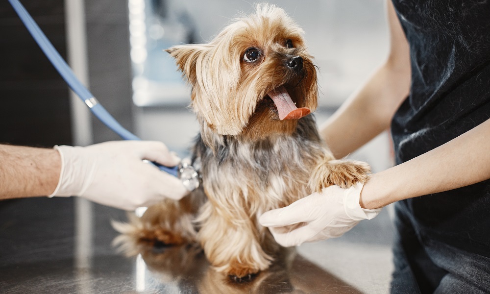 Омич украл у хозяйки ветеринарной клиники мобильный телефон и продал случайному прохожему