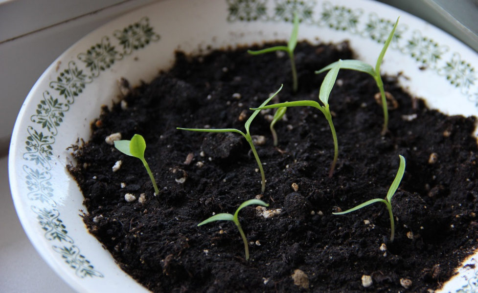 Пять омских питомников незаконно продавали саженцы плодовых деревьев 