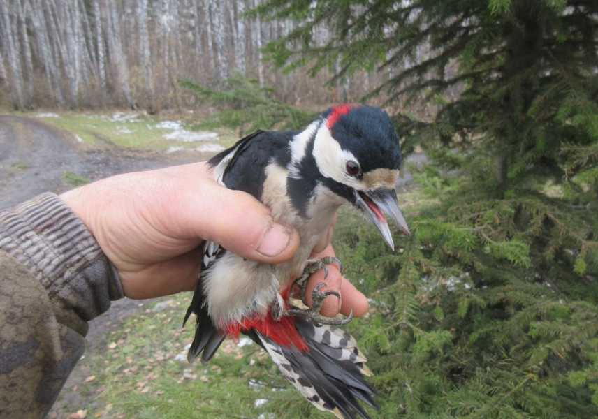 25 ноября отмечается День дятла