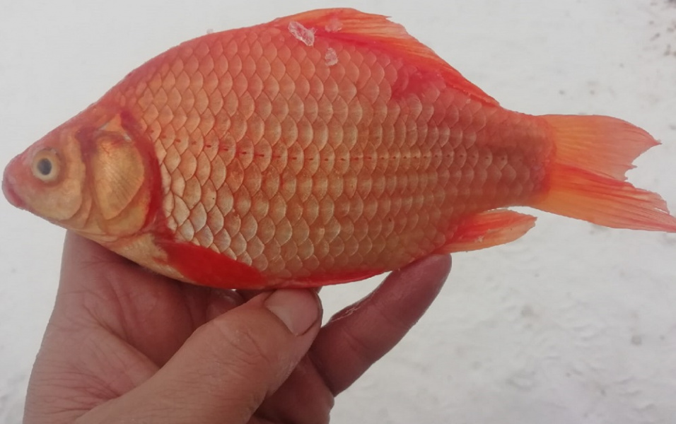 Омич поймал в озере «золотую рыбку»