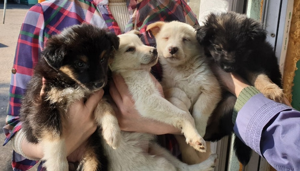 В Омске собирают корм для 535 собак