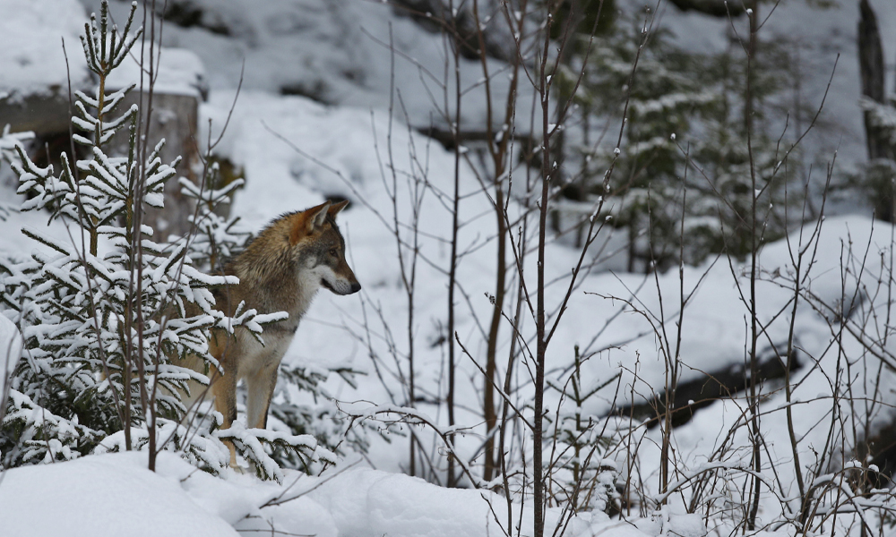 В Омской области охотинспекторы приступили к зимнему подсчёту лесных обитателей