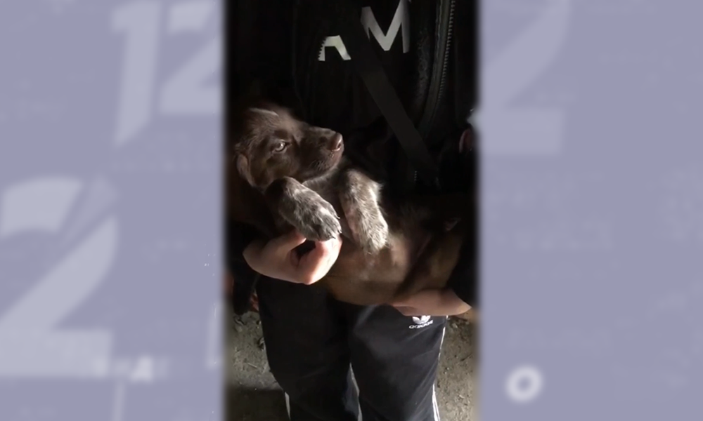 Омских подростков, издевающихся над щенком, могут поместить в Центр временного содержания для несовершеннолетних