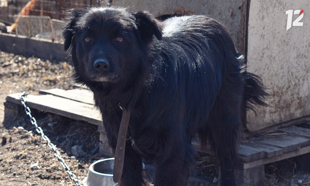 Из омского муниципального приюта с начала года омичи забрали домой больше 250 собак